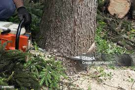 Best Tree and Shrub Care  in Lexington, SC